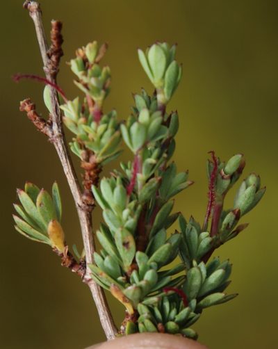Cliffortia carinata, photographed by Tony Rebelo