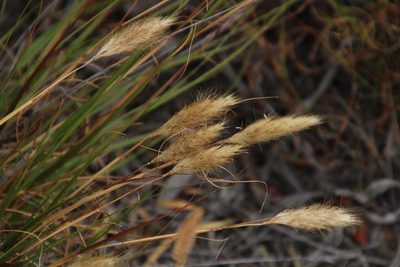 Pentameris curvifolia, photographed by Tony Rebelo
