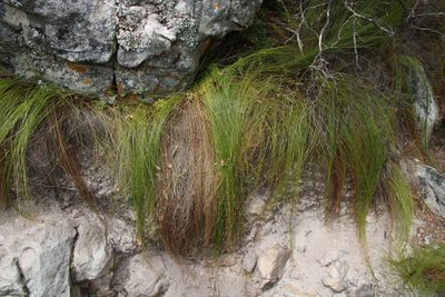 Ficinia acuminata, photographed by Tony Rebelo