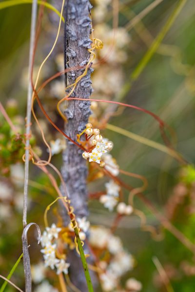 Cuscuta angulata, photographed by magriet b