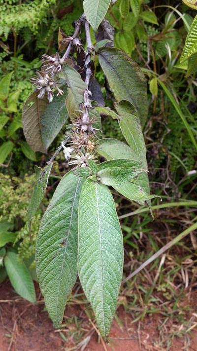 Sabicea diversifolia, photographed by Romer N. Rabarijaona