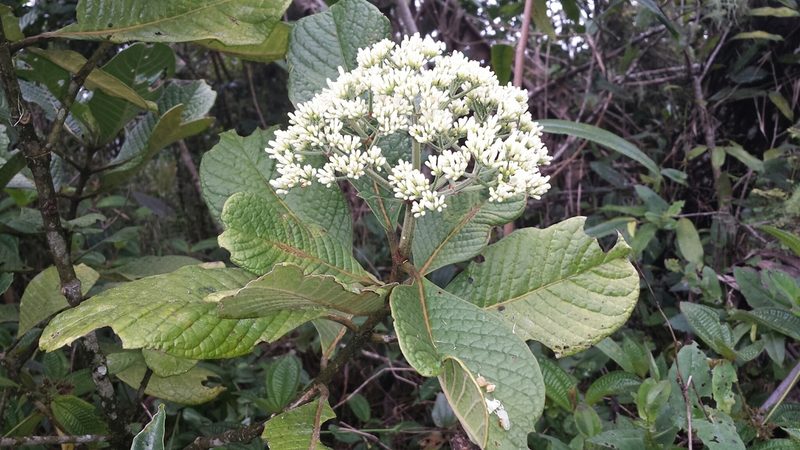 Psychotria bullulata, photographed by Romer N. Rabarijaona