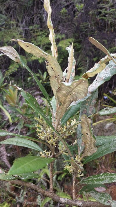 Brachylaena ramiflora, photographed by Romer N. Rabarijaona