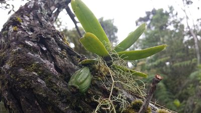Angraecum compactum, photographed by Romer N. Rabarijaona
