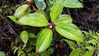 Tristemma mauritianum, photographed by Romer N. Rabarijaona