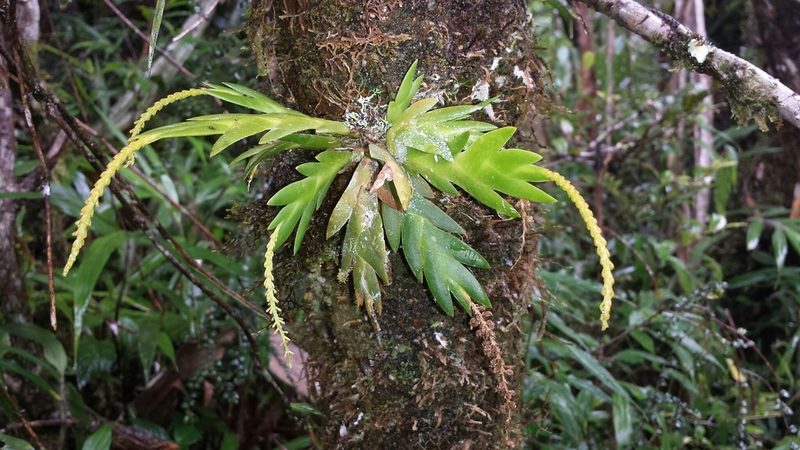 Oberonia disticha, photographed by Romer N. Rabarijaona
