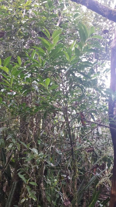 Tricalysia analamazaotrensis, photographed by Romer N. Rabarijaona