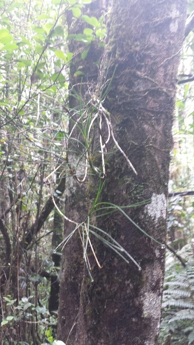Angraecum linearifolium, photographed by Romer N. Rabarijaona
