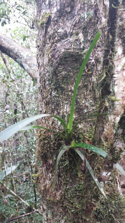 Jumellea stenophylla, photographed by Romer N. Rabarijaona