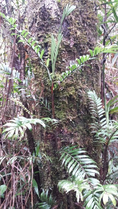 Dypsis concinna, photographed by Romer N. Rabarijaona