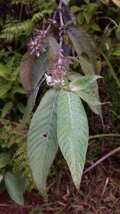 Sabicea diversifolia, photographed by Romer N. Rabarijaona