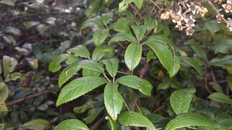 Rubus malagassus, photographed by Romer N. Rabarijaona