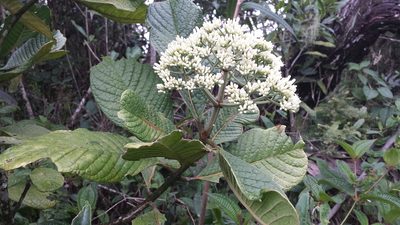 Psychotria bullulata, photographed by Romer N. Rabarijaona
