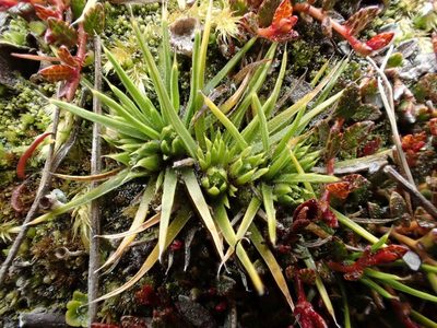 Colobanthus strictus, photographed by John Steel