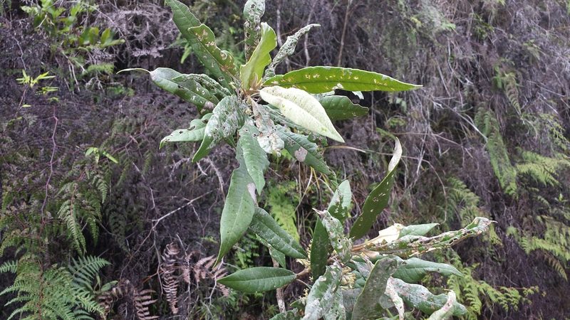 Brachylaena ramiflora, photographed by Romer N. Rabarijaona