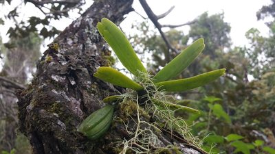 Angraecum compactum, photographed by Romer N. Rabarijaona