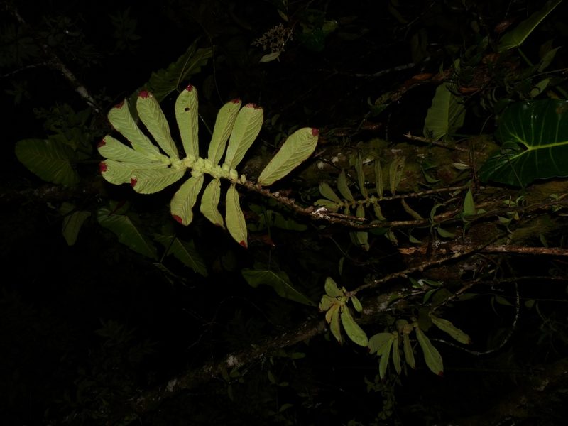 Columnea eburnea, photographed by Oscar Marín