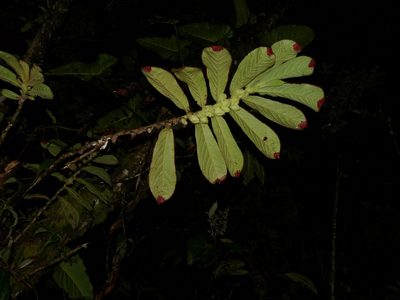 Columnea eburnea, photographed by Oscar Marín