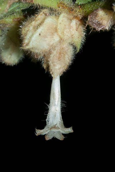 Columnea eburnea, photographed by Oscar Marín