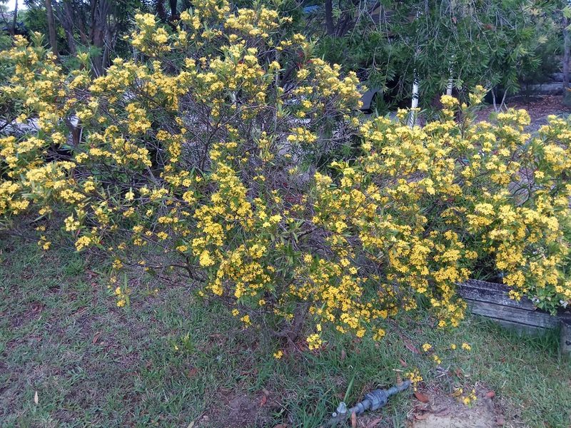 Tristania neriifolia, photographed by James Ray