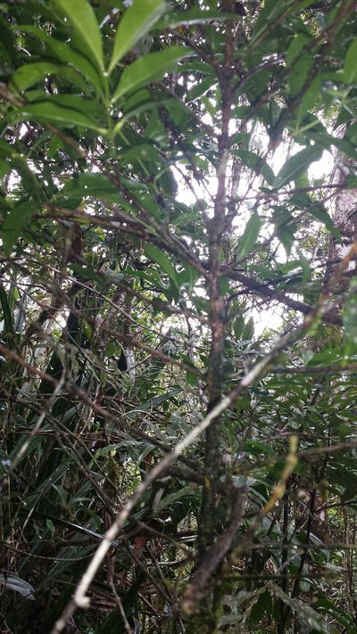 Tricalysia analamazaotrensis, photographed by Romer N. Rabarijaona