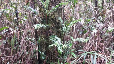 Dypsis concinna, photographed by Romer N. Rabarijaona