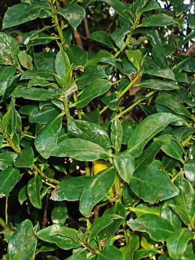 Myoporum semotum, photographed by Peter de Lange
