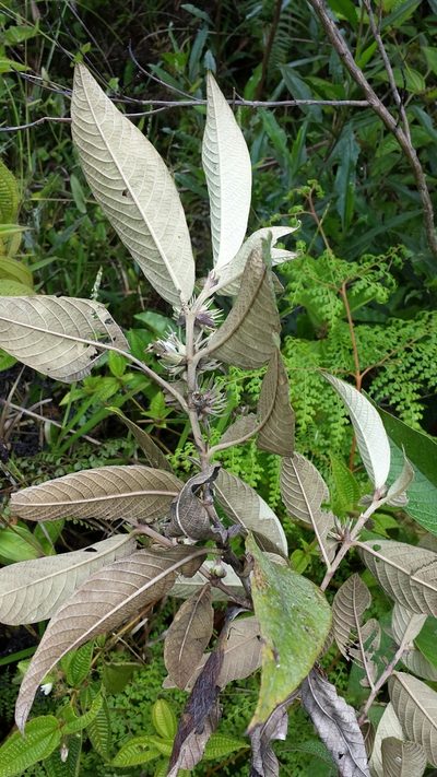 Sabicea diversifolia, photographed by Romer N. Rabarijaona