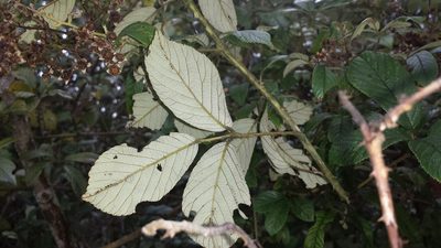 Rubus malagassus, photographed by Romer N. Rabarijaona