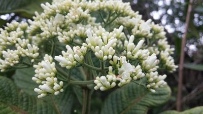 Psychotria bullulata, photographed by Romer N. Rabarijaona