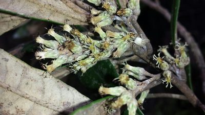 Brachylaena ramiflora, photographed by Romer N. Rabarijaona