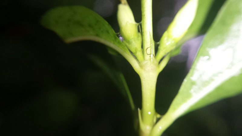 Tricalysia analamazaotrensis, photographed by Romer N. Rabarijaona
