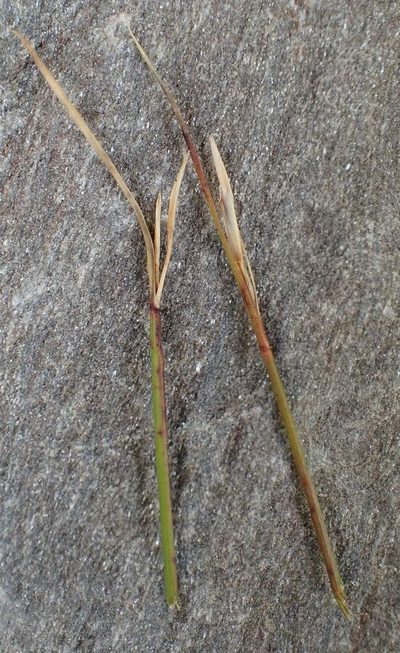 Marsippospermum gracile, photographed by John Steel
