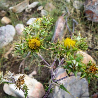 Berkheya heterophylla, photographed by Di Turner