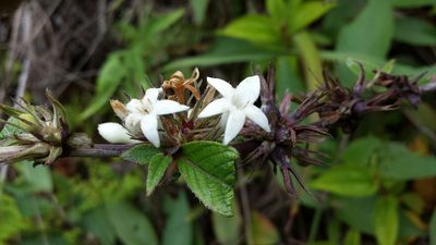 Sabicea diversifolia, photographed by Romer N. Rabarijaona