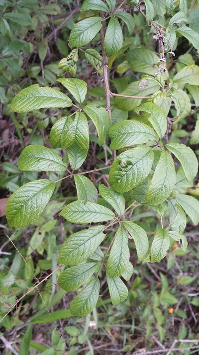 Rubus malagassus, photographed by Romer N. Rabarijaona
