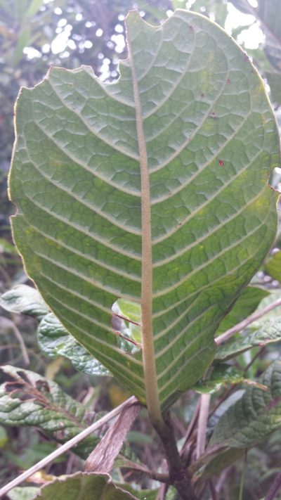 Psychotria bullulata, photographed by Romer N. Rabarijaona