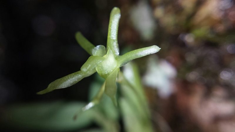 Lemurella pallidiflora, photographed by Romer N. Rabarijaona