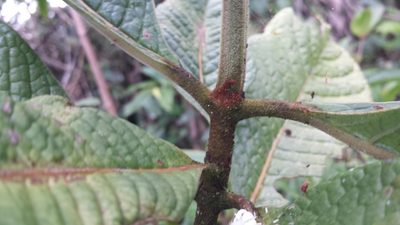 Psychotria bullulata, photographed by Romer N. Rabarijaona