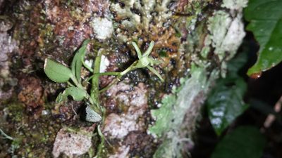 Lemurella pallidiflora, photographed by Romer N. Rabarijaona