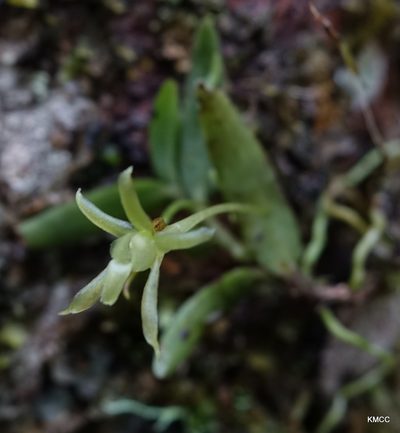 Lemurella pallidiflora, photographed by Romer N. Rabarijaona