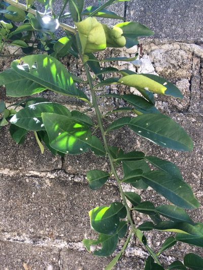 Citrus maxima, photographed by Greg III Espera