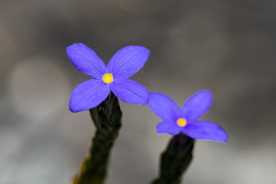 Gnidia penicillata, photographed by magriet b