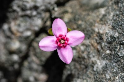 Penaea petraea, photographed by magriet b