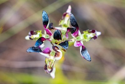 Disa atricapilla, photographed by magriet b