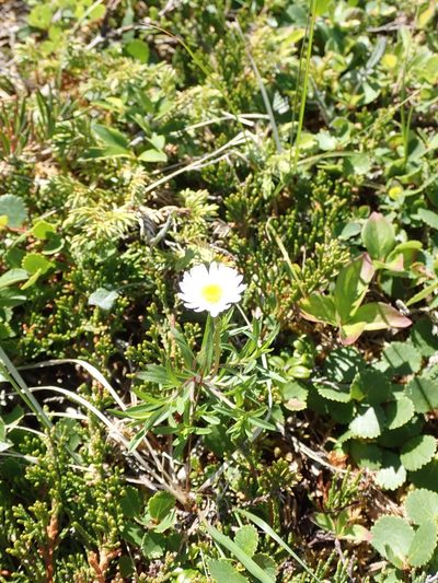 Erigeron hyssopifolius, photographed by John Brew