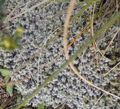 Racomitrium pruinosum, photographed by John Steel