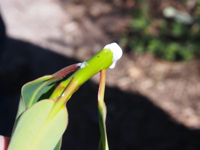 Euphorbia laurifolia, photographed by Lena Struwe