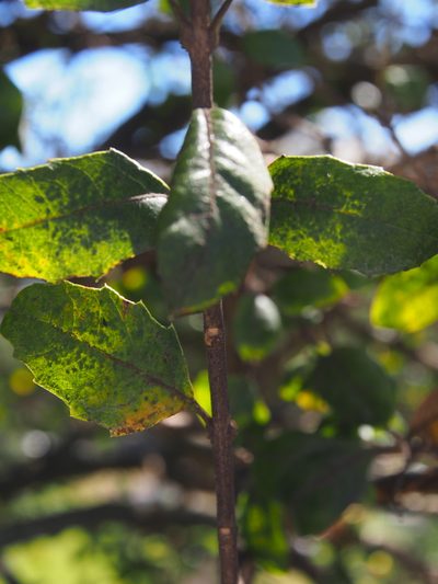 Citharexylum ilicifolium, photographed by Lena Struwe