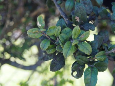 Citharexylum ilicifolium, photographed by Lena Struwe